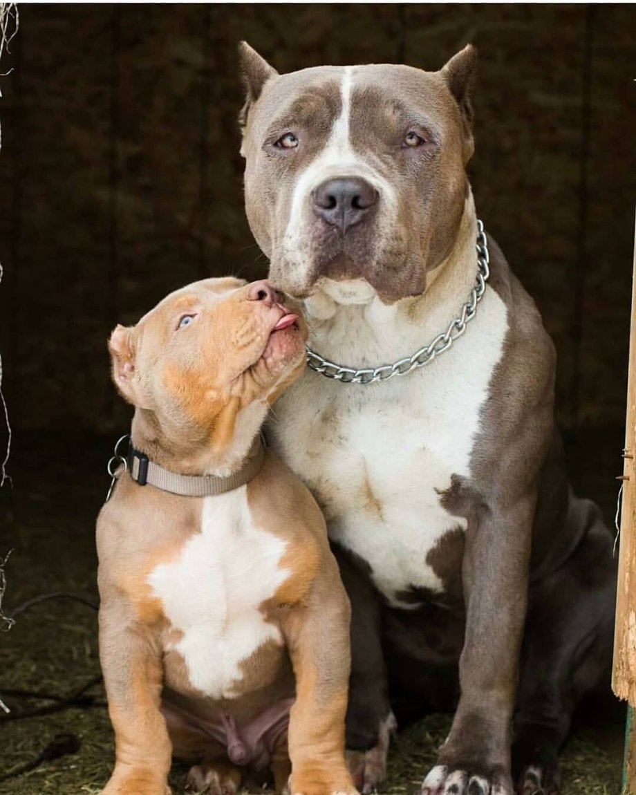 Стаффордширский терьер булли