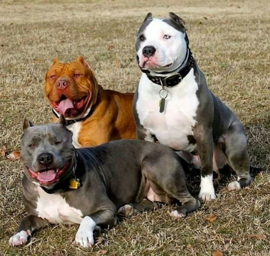 Бультерьер булли