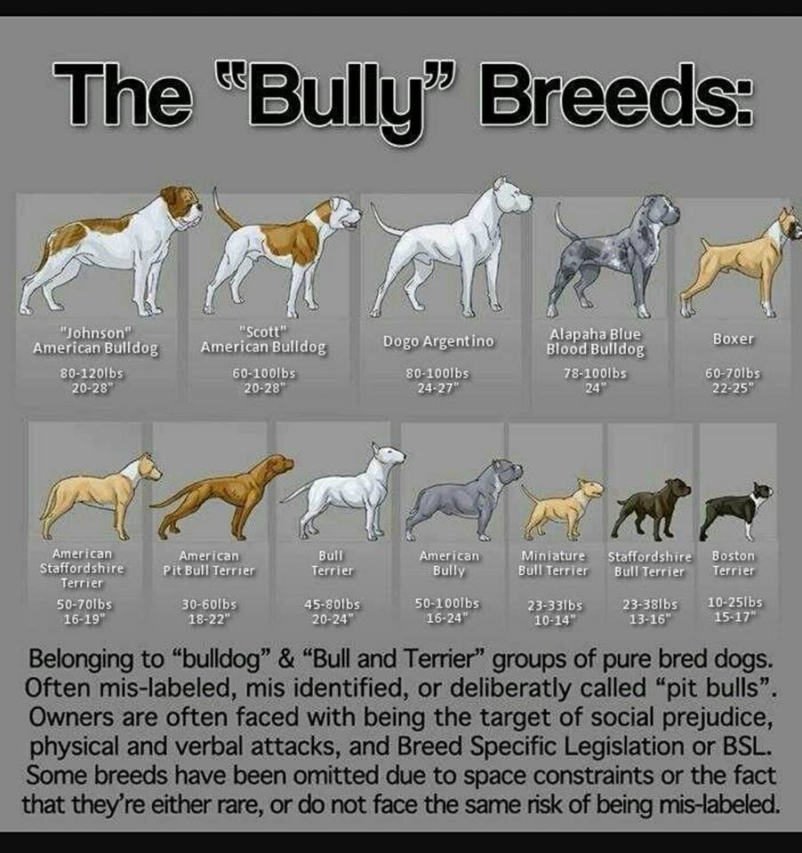 Американский булли классификация