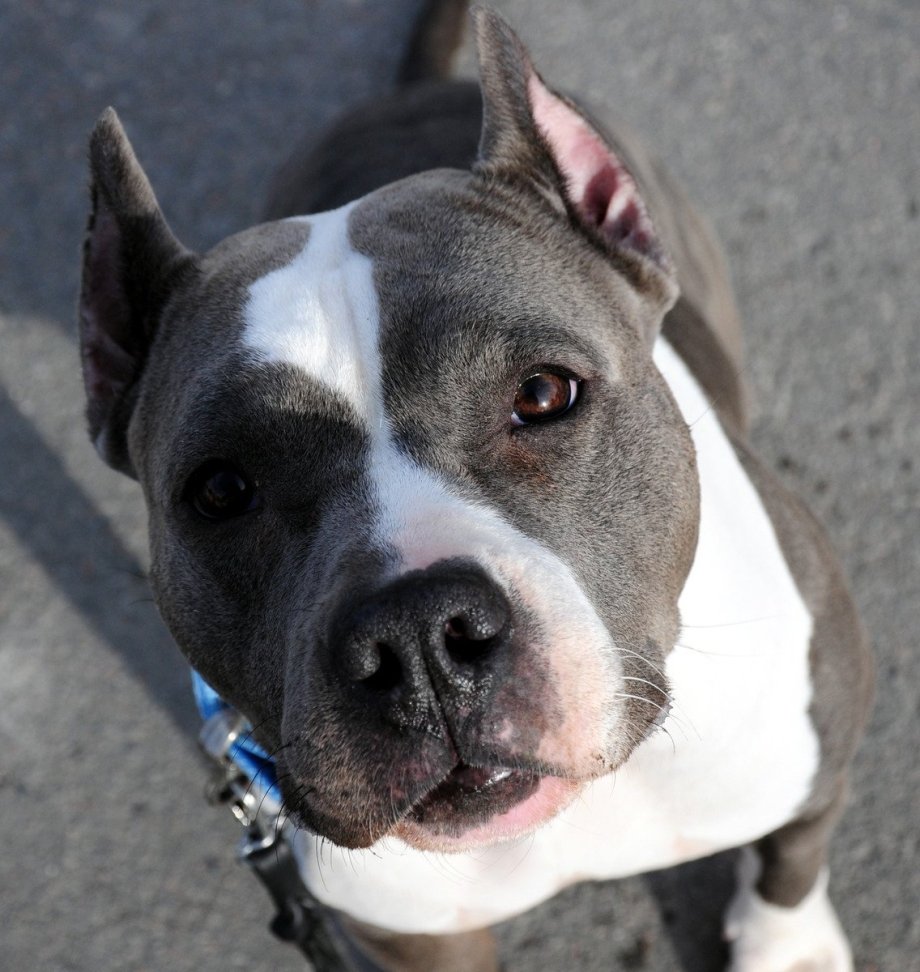 Американский бульдог и питбуль отличия