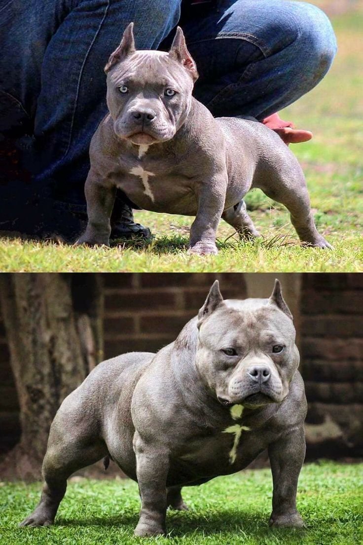 Американский стаффордширский булли