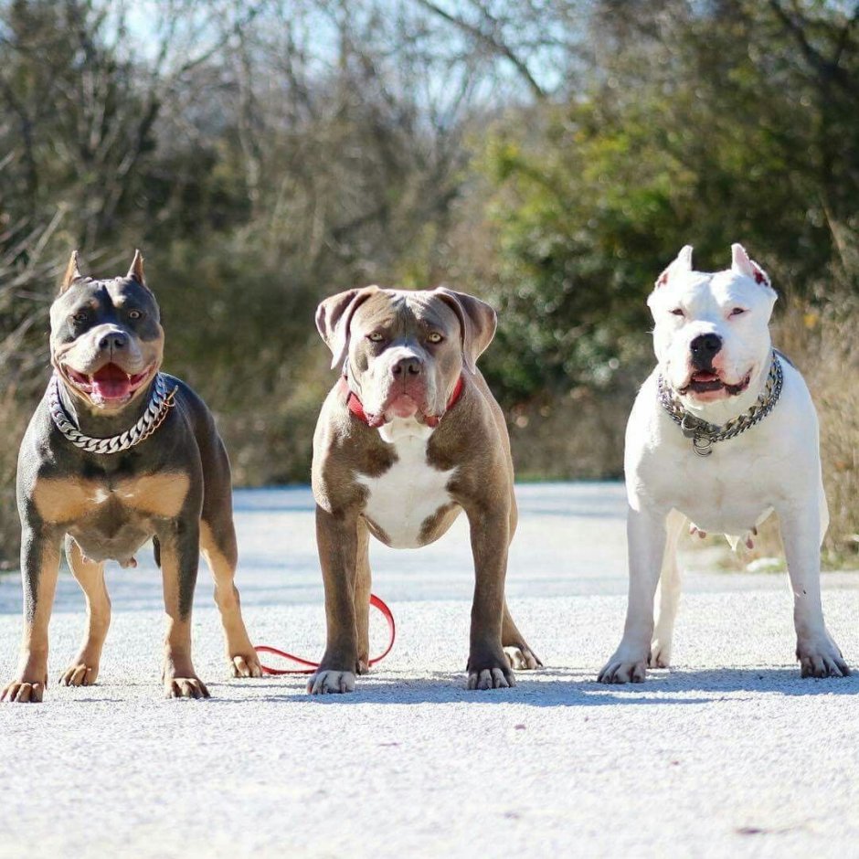 Стаффордширский терьер миостатин