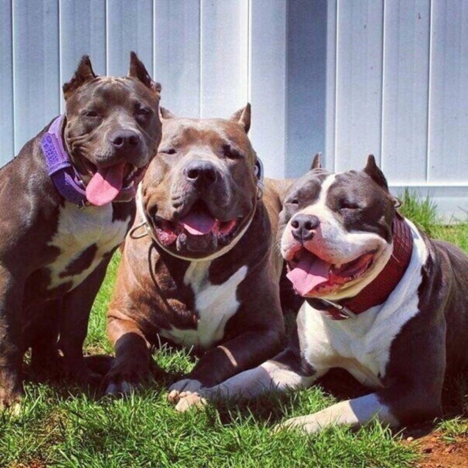 Аргентинский стаффордширский терьер