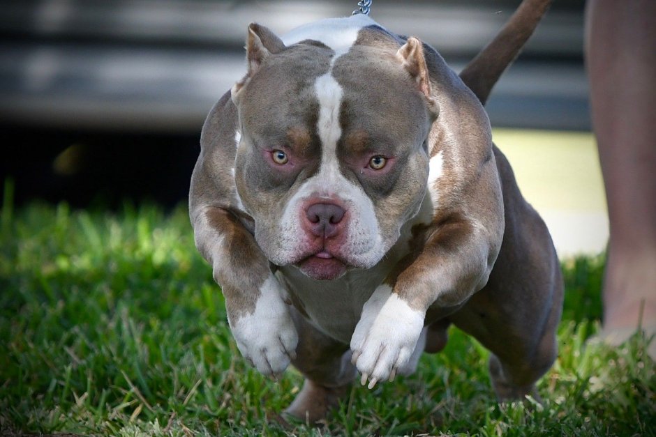 Американский булли и питбуль