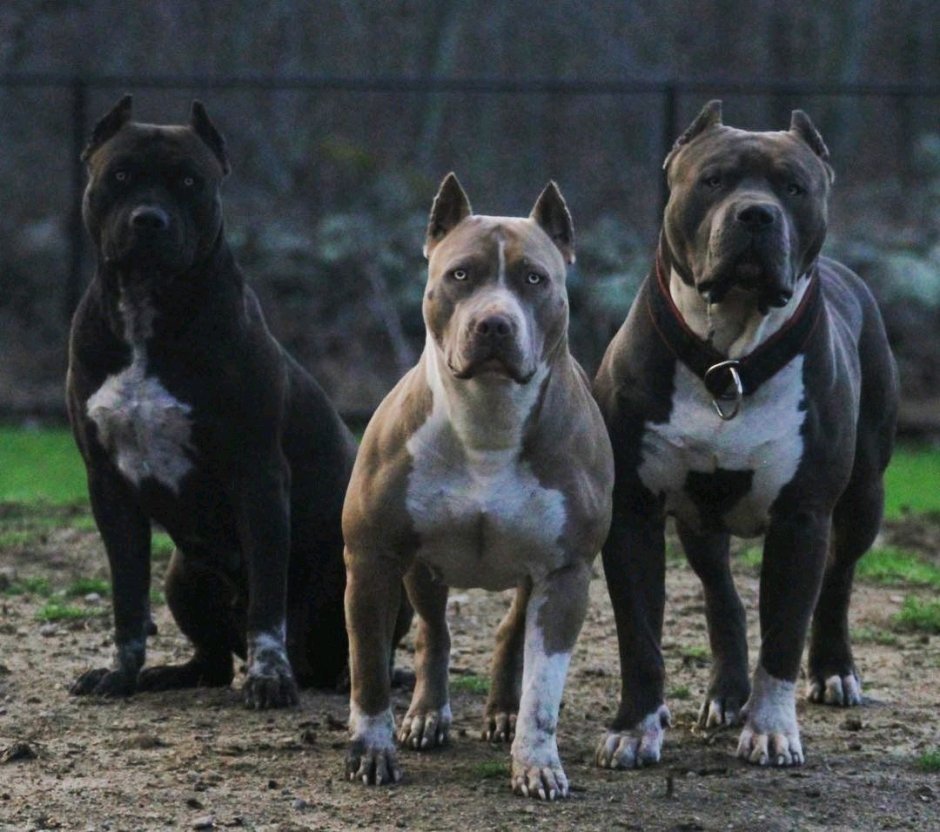 Стаффордширский терьер Мерль