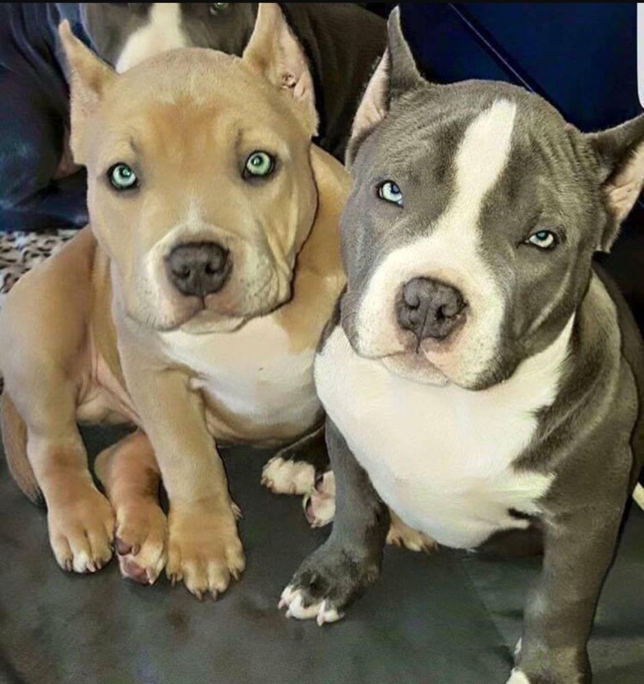 Булли, Стаффорд и питбуль