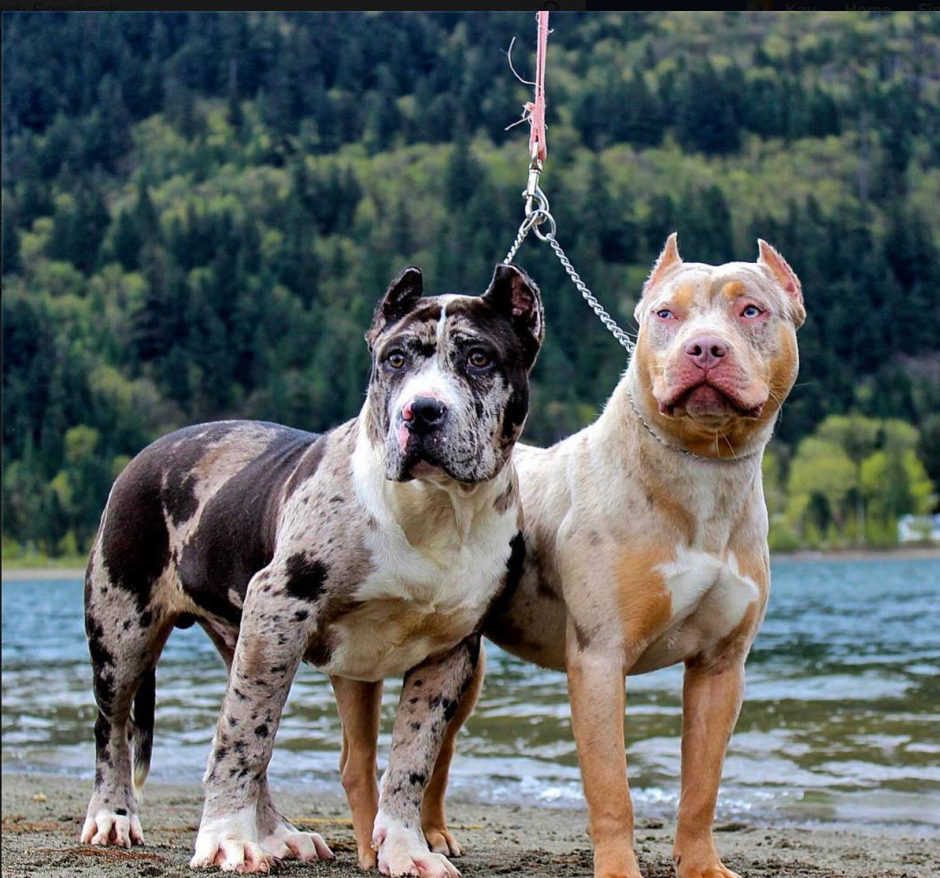 Питбультерьер и стаффордширский терьер