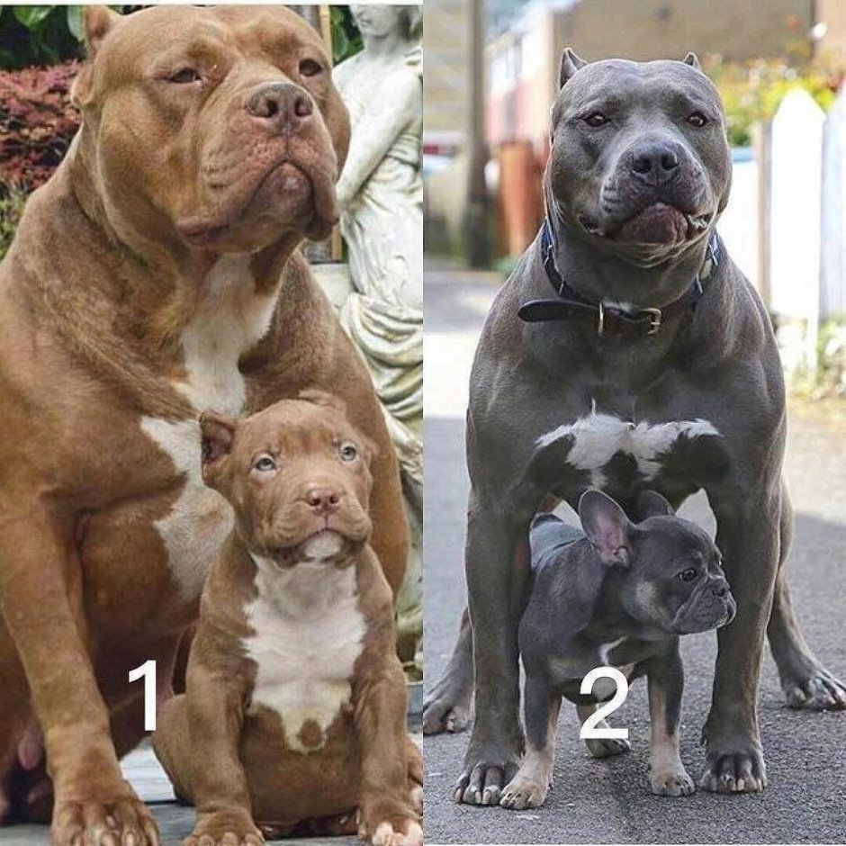 Булли, Стаффорд и питбуль