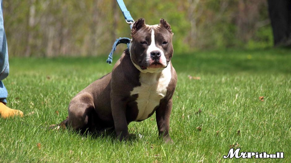 Аргентинский стаффордширский терьер