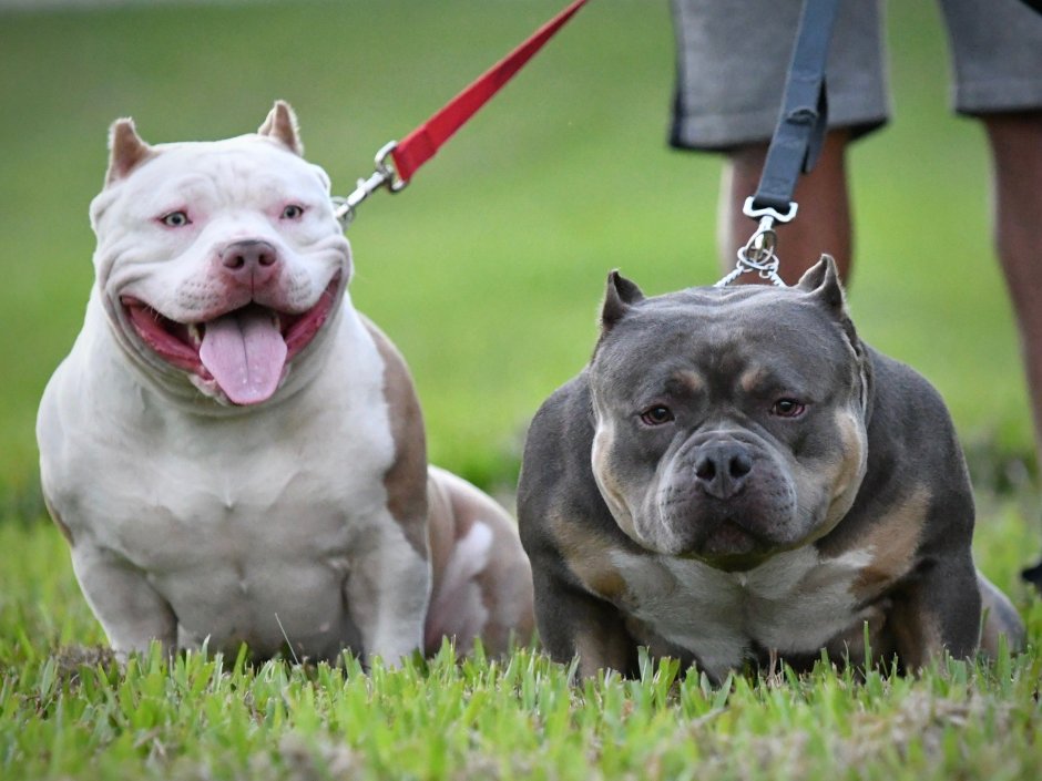 Американский булли голубой окрас