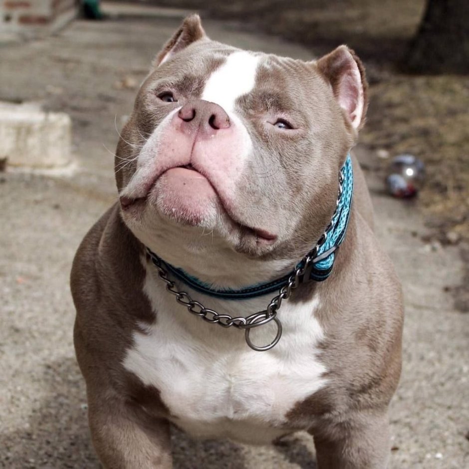 Американский булли 4 месяца фото