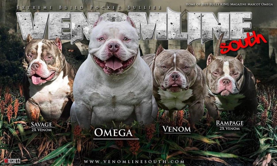 Американский булли стандарт вес