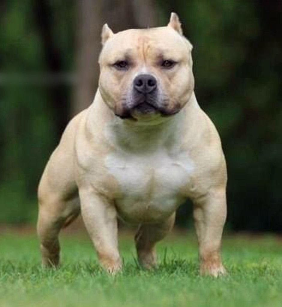 Питбуль таблица размеров