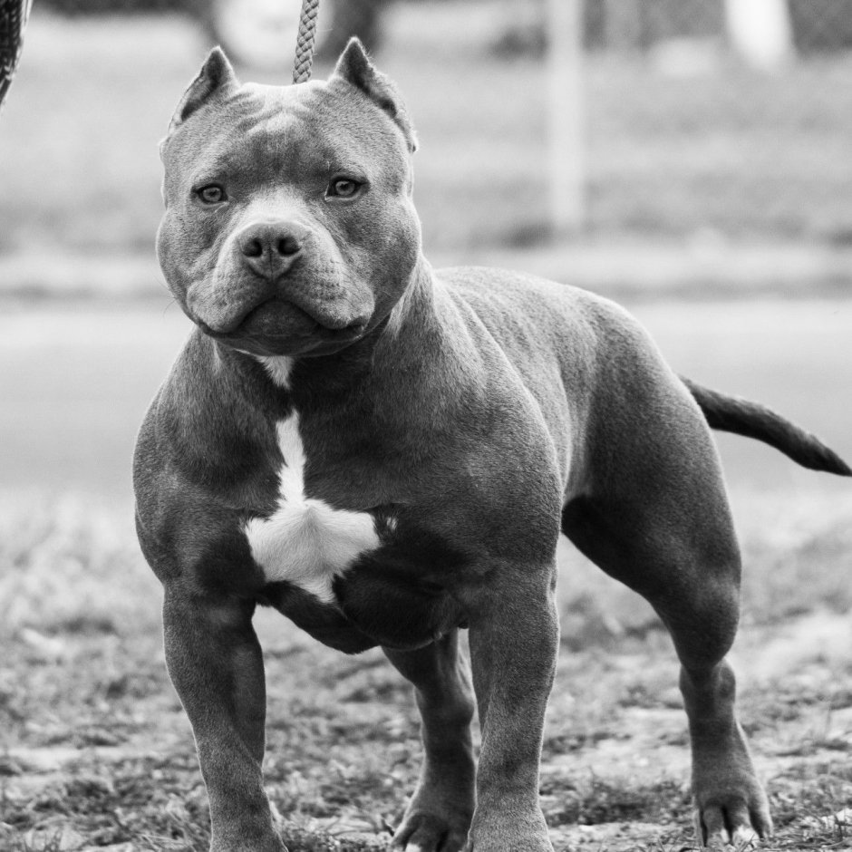 Американский питбультерьер