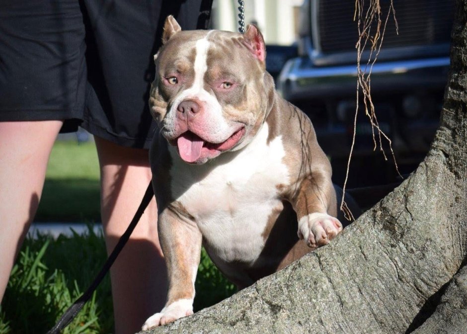 Американский стаффордширский питбультерьер