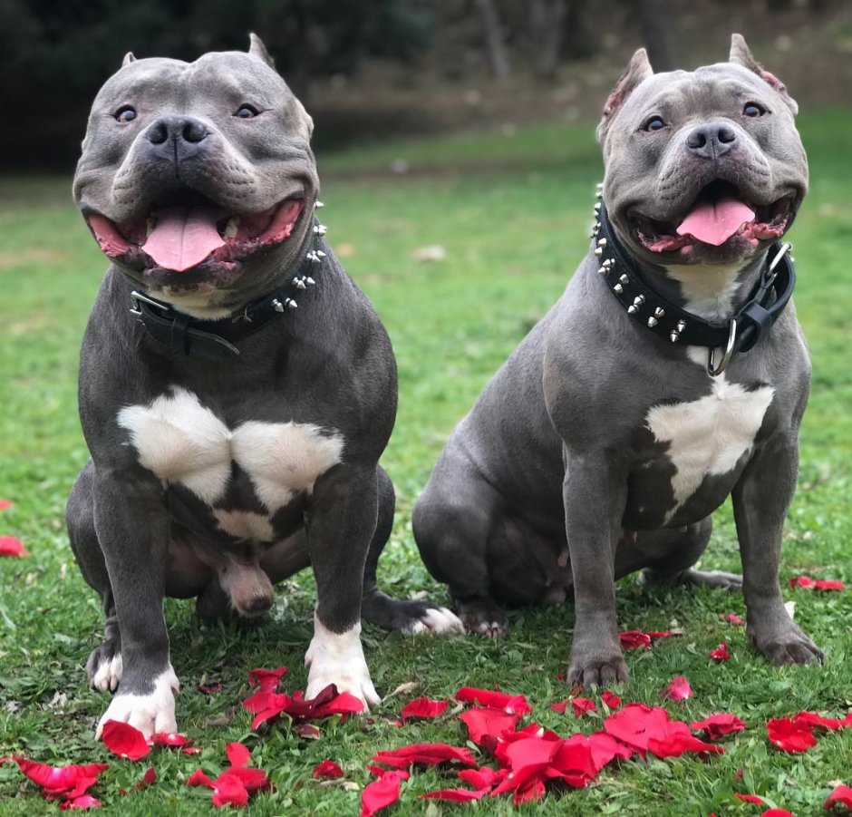 Стаффордширский терьер и американский булли