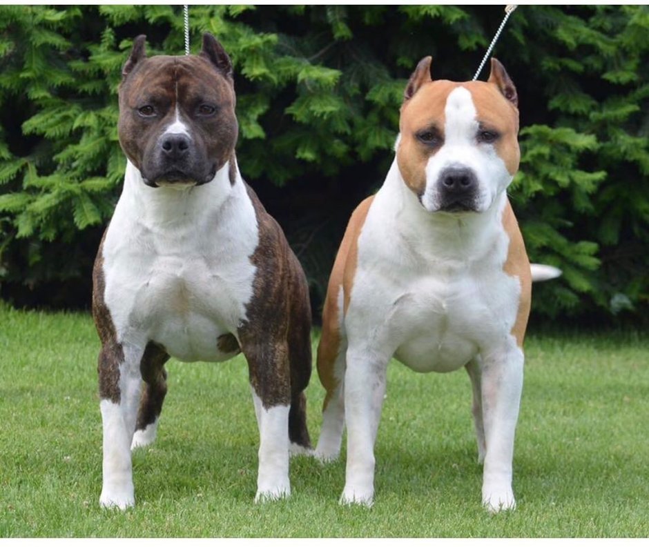 Американский булли с цепью