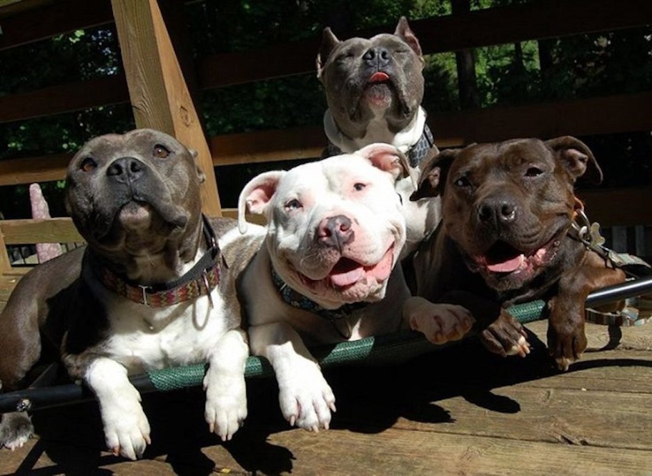 Булли терьер