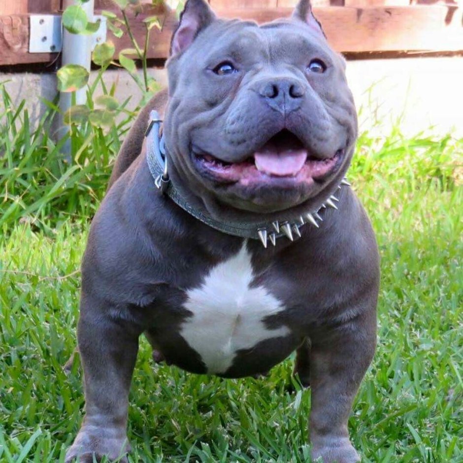 Амстафф питбуль терьер