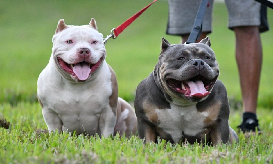 Ам булли Пульсар