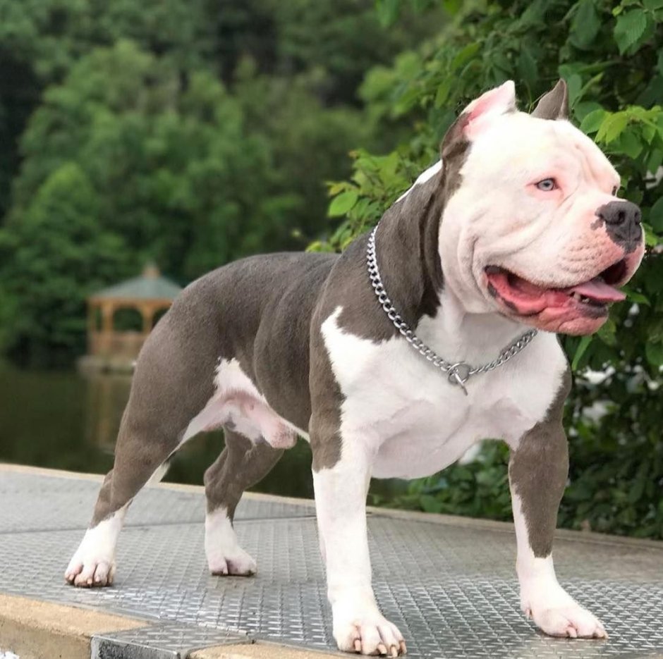 Стаффордширский терьер булли
