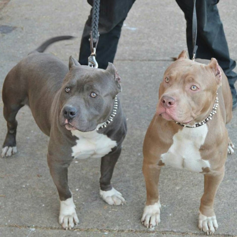 Аргентинский стаффордширский терьер