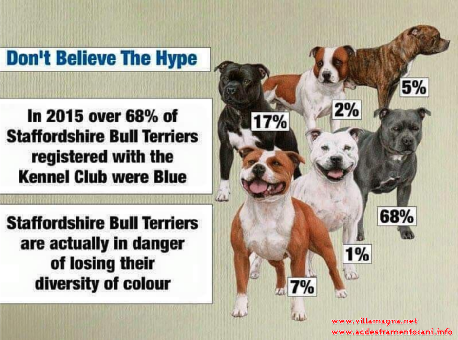 Американский булли покет обои