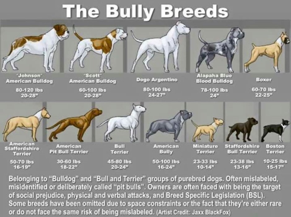 Американский покет булли чёрный щенок