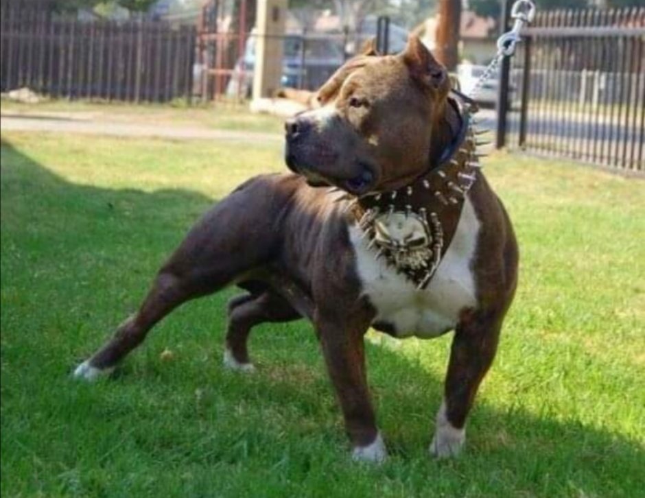 Корпус собакитбаланс движентй Тип собак вопросы