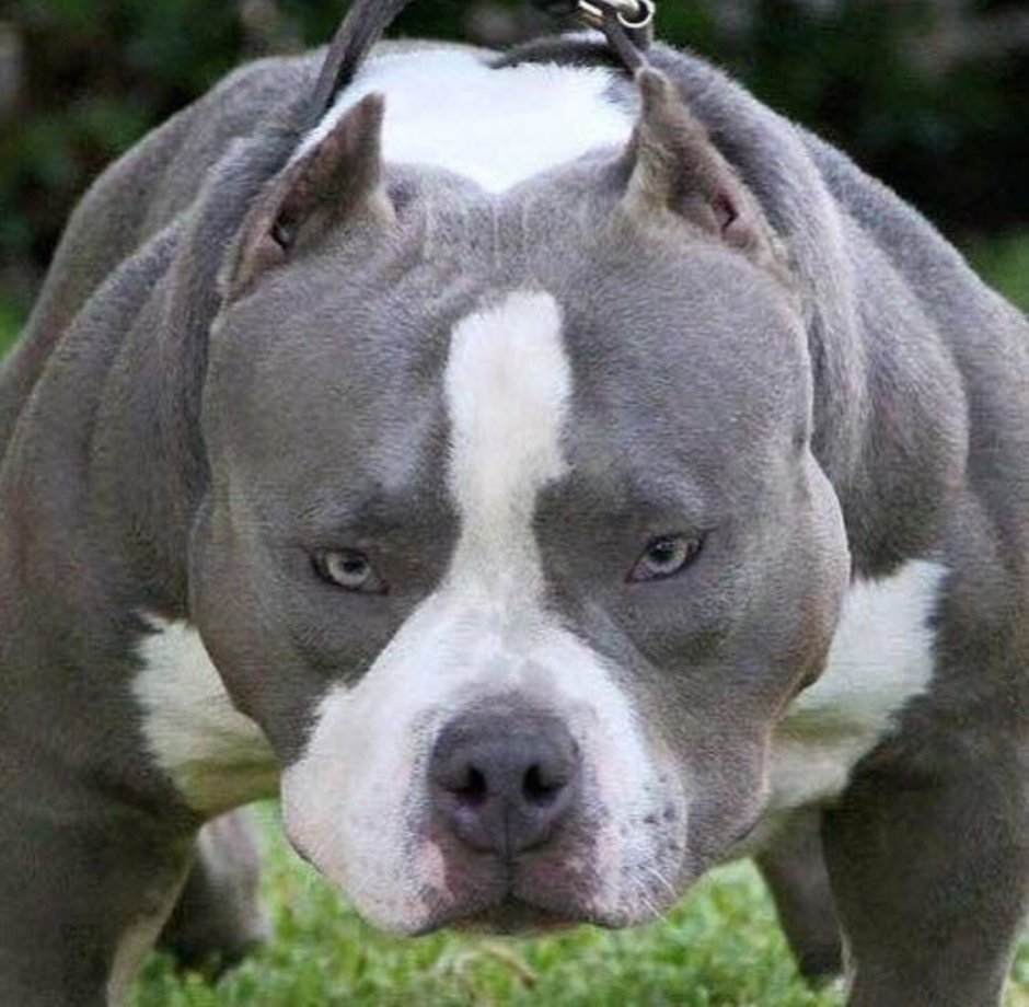 Амстафф булли