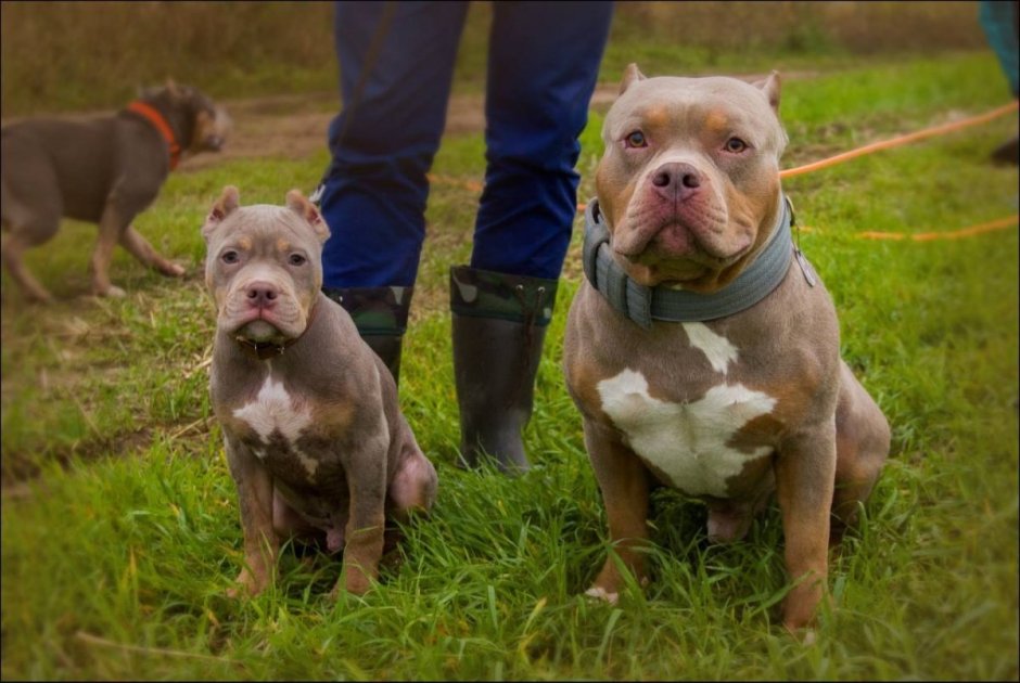 Американский бандог терьер