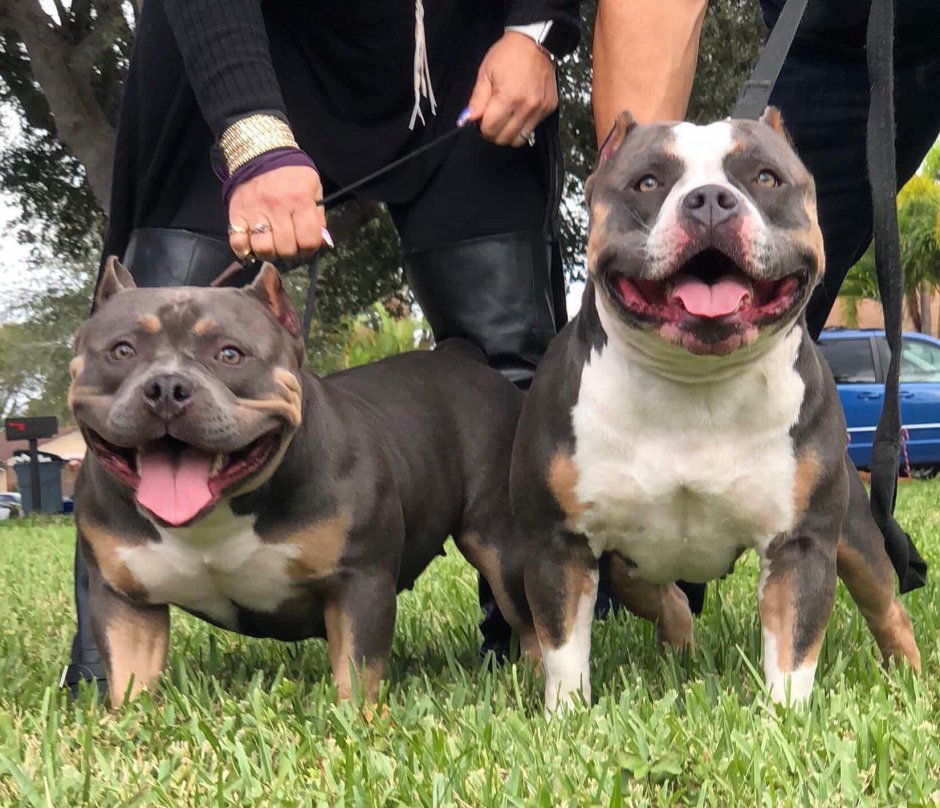 Булли терьер