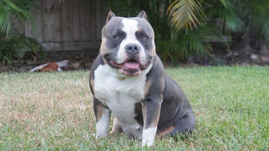 Паккет булли пакет американский