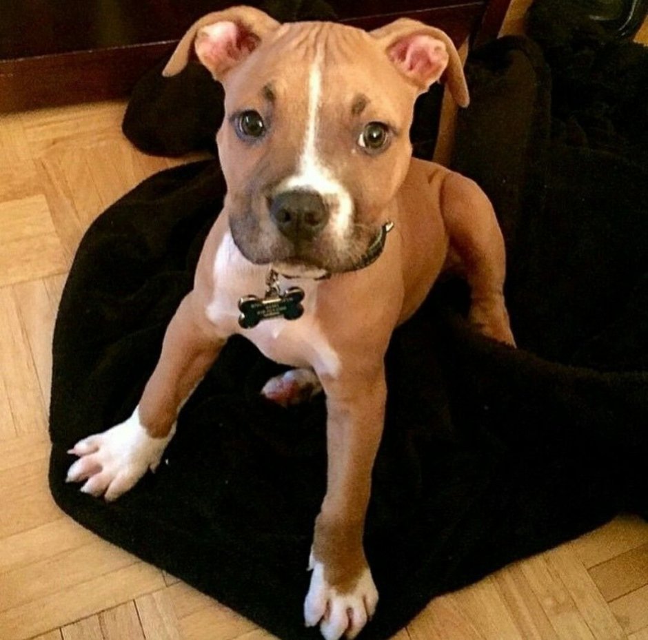 Американский булли терьер