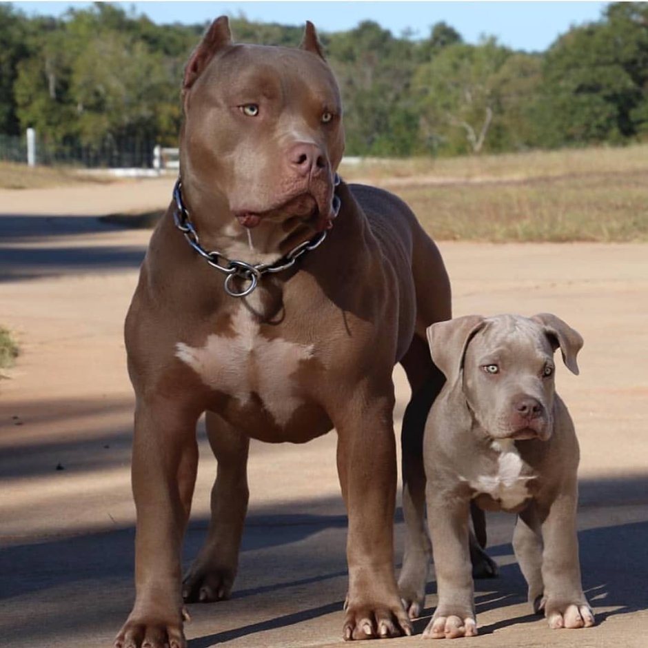 Американский булли ежевика