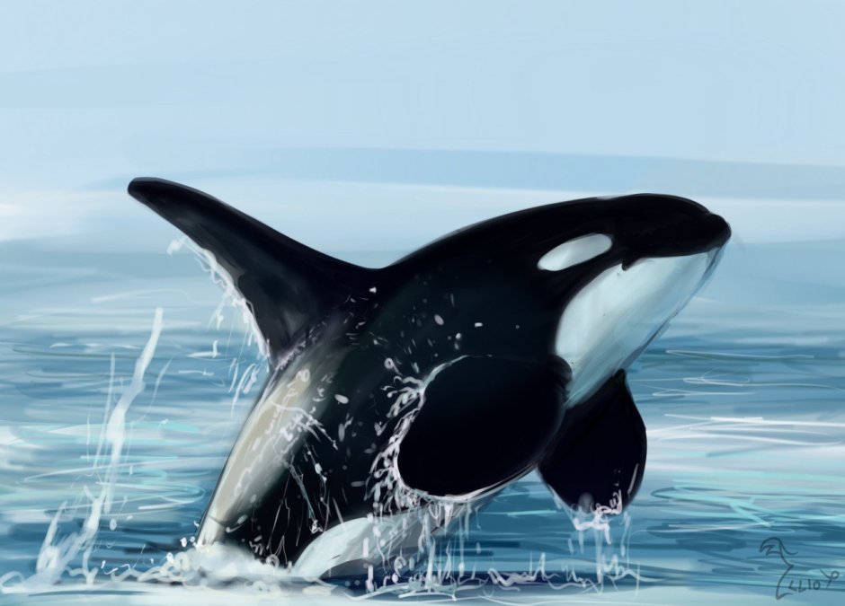 Orca 134
