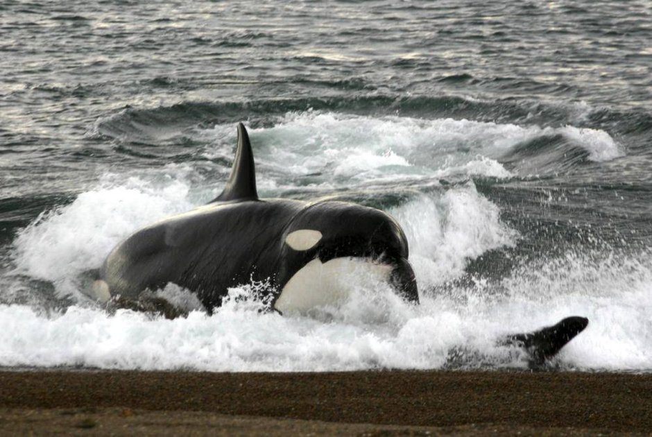 Касатка (2020) (Orca)