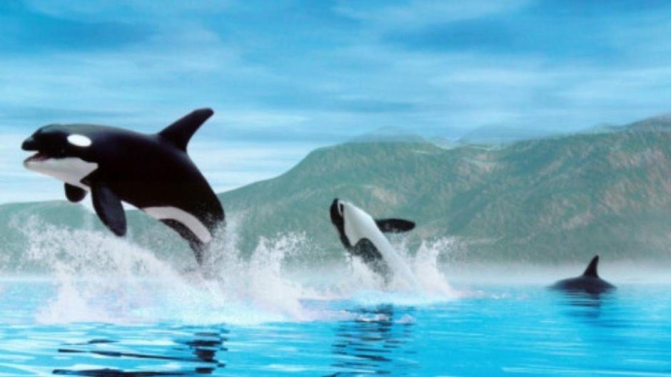 Orca is my passion