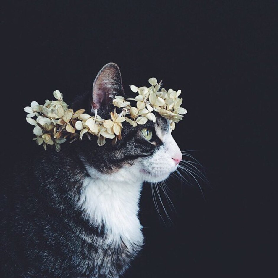 Котенок с венком на голове