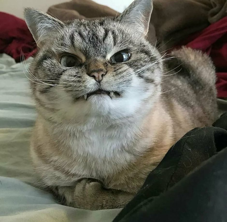 Кошка злится