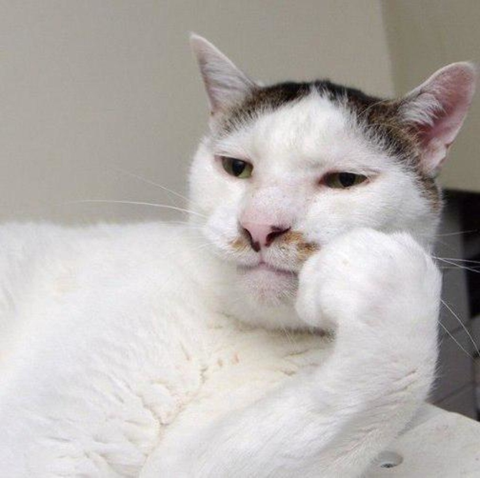 Смешной кот