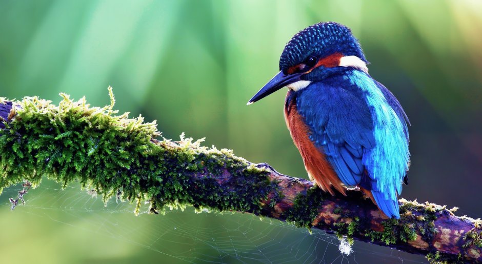 Kingfisher 40
