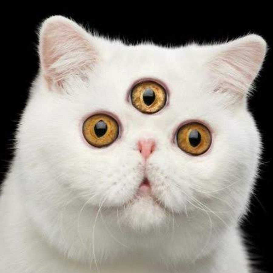 Кот с вытаращенными глазами