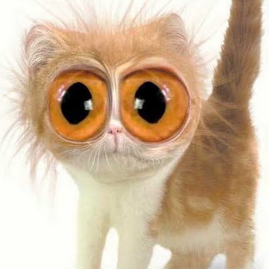 Кт с выпучеными глазами