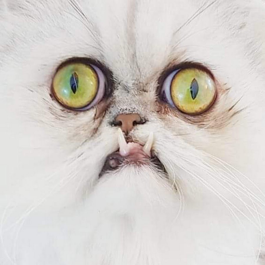 Кот с вытаращенными глазами