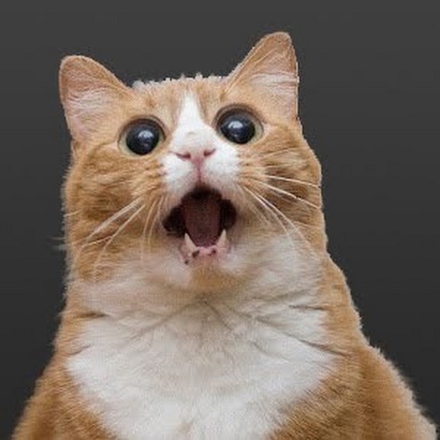 Удивленный кот