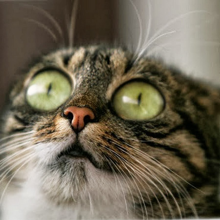 Удивленный кот