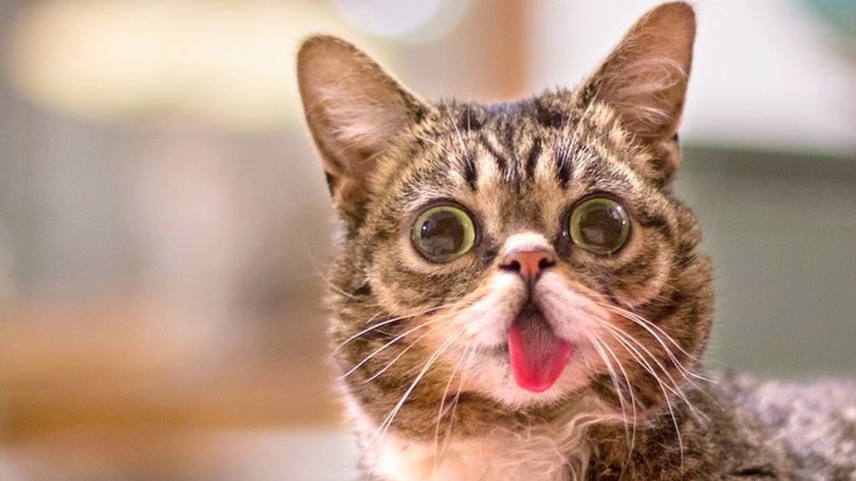 Упоротый кот