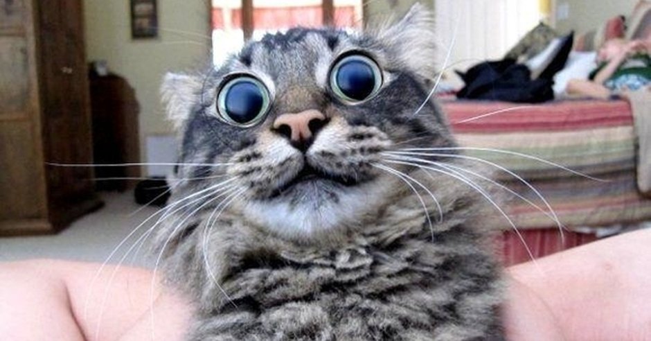 Котик невротик картинка