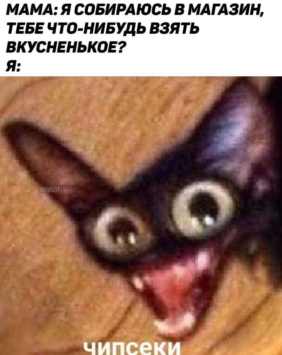 Котик с высунутым языком и выпученными глазами